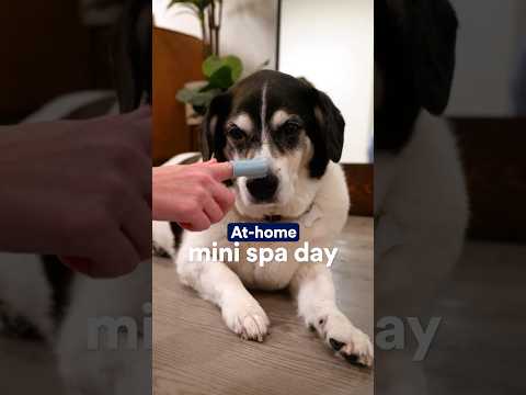 At-Home Mini Spa Day | Petco