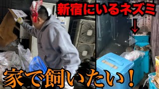 新宿にいるネズミ捕まえられるまで終われませんが過酷すぎた