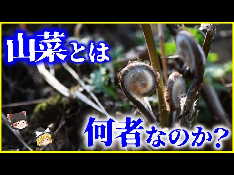 【ゆっくり解説】野菜と何が違う？苦味に素晴らしい作用？「山菜」とは何者なのか？を解説/山菜と日本人の歴史