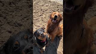 Dogs Living Life at the Beach 🏖