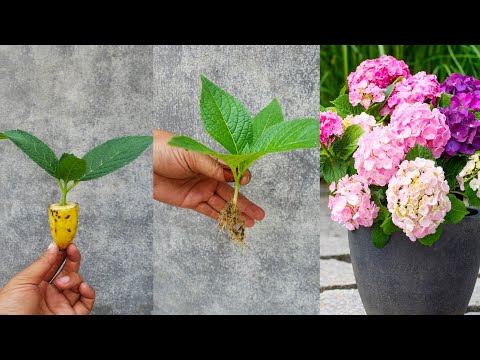 How to grow Hydrangea plant from cuttings easy method | Hydrangea care