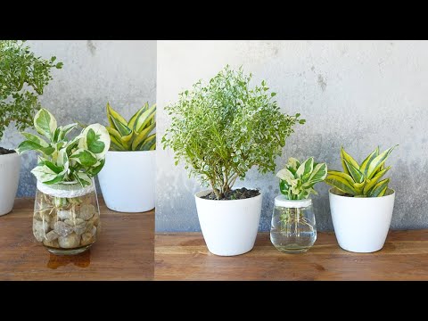 Propagation of Marble Queen pothos From branches in water | Create beautiful pothos pot