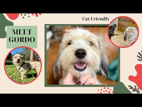 Gordo Is Friends to Cats & Dogs! Adopt him today!