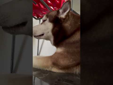 Adorable Sleepy Husky Dreaming of Snowy Adventures #dog #doglover #shorts #shortvideo  #huskyboy