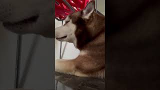 Adorable Sleepy Husky Dreaming of Snowy Adventures #dog #doglover #shorts #shortvideo  #huskyboy