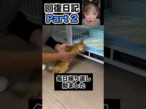 瀕死の保護猫介護の日常 介護編Part2 China TikTok reaction #shorts