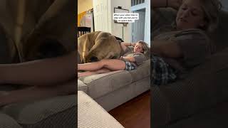 My vicious GIANT doggo brutally squashes my Daughter #puppy #shorts #funnydogs