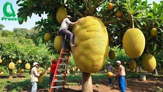 Amazing Thai Jackfruit Farm Harvests | How Thailand Grows and Prepares Street Food