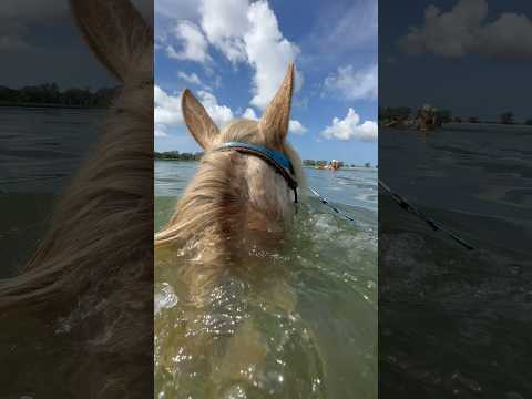 HORSE riding in the water!￼ #beach #activity #horseriding #horselover #horses #bff #adventure #life