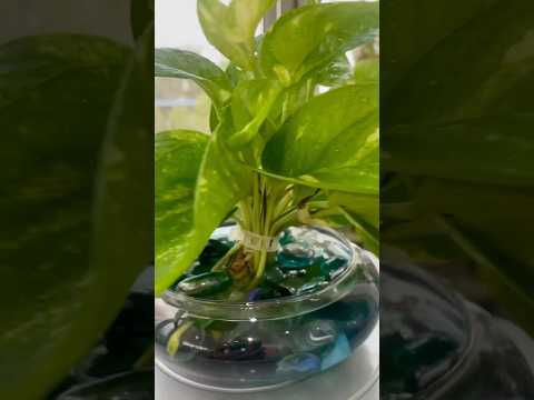 Money Plant Grow & Decor in Water #plantsdecor #homedecor #houseplants #moneyplant #pothos #diy