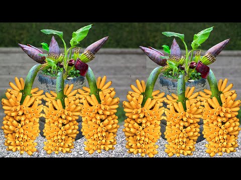 Great Technique For Grafting Banana Tree Growing fast | How to grow banana trees