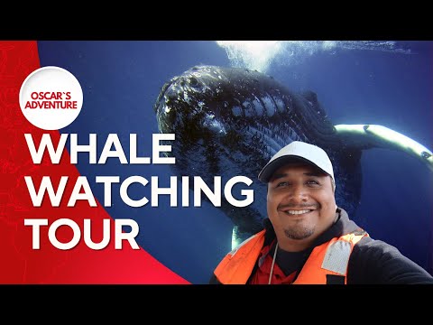 Whale Watching Puerto Vallarta 2024