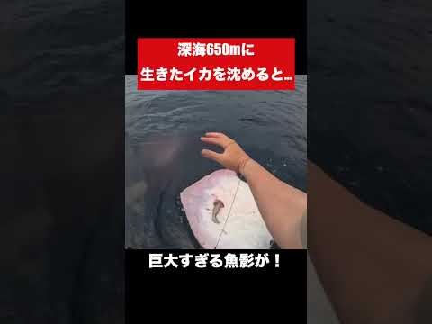 深海650mに生きたイカを沈めると…