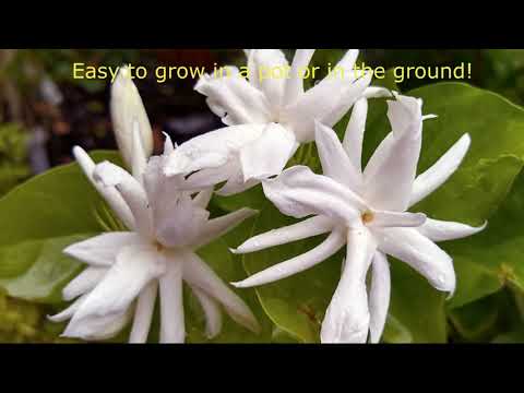 Fragrant Jasmine Sambac, the Belle of India