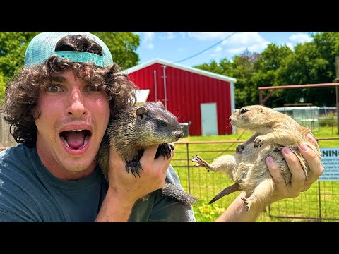 I Fed a Groundhog to my Prairie Dog (Big Ounce Dies)