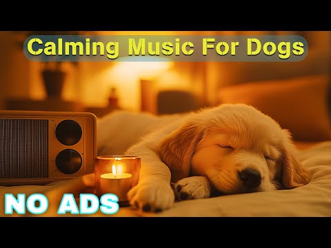 12 HOURS of Dog Calming Music For Dogs🎵💖Anti Separation Anxiety Relief Music🐶Sleep dog Healing🎵