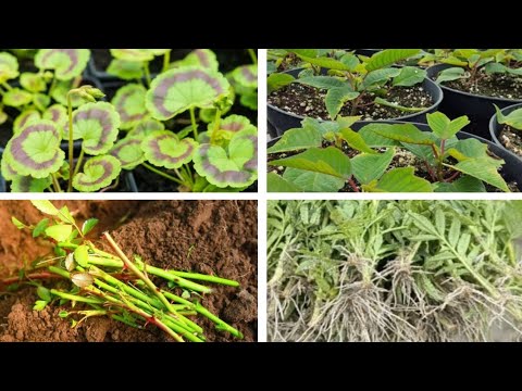 AUGUST MA KUN KUN PHUL KO CUTTINGS RAKHNU ! 10 Best Plants to Propagate from Cuttings in August |