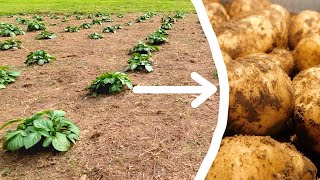 How To Grow Potatoes | The Complete Guide!