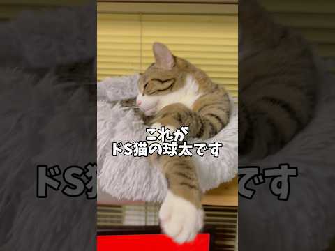 球太はどんな猫かな？#cats #shorts #球太