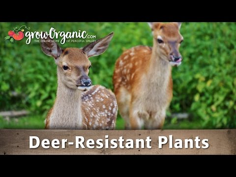 Deer-Resistant Plants