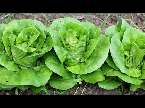 How to Grow Little Gem Lettuce from Seed