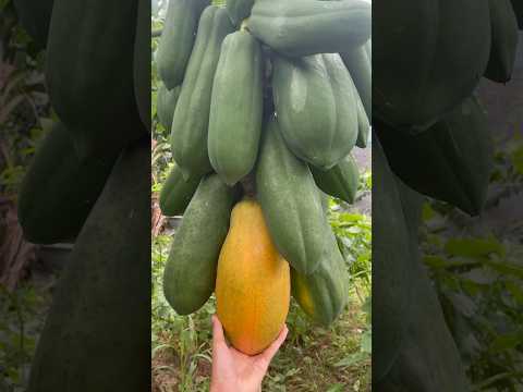 Harvesting extremely large papaya fruit on the wrong papaya tree