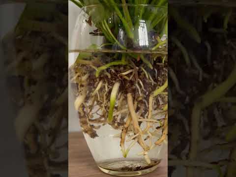 How to grow anthurium in a pot of water