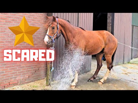 Afraid of water... There has to be a first time for Risey!! | Friesian Horses