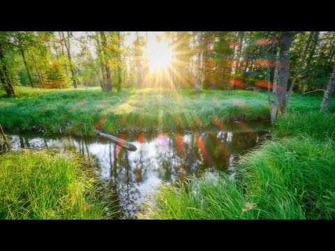 Summer Day Ambience | 9 Hours