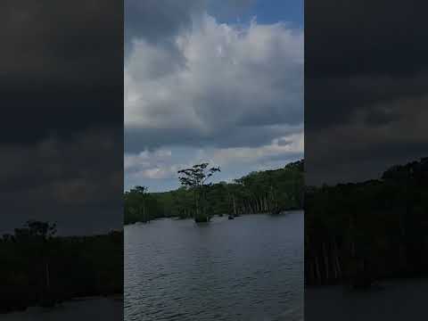 Chicot Lake, Louisiana, USA #nature #lifeinusa #lake #chicot #park #bird #beauty #usa #lafayette