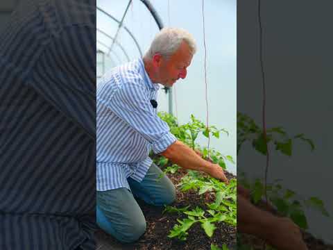 Cordon tomatoes, identify side shoots and training the stem