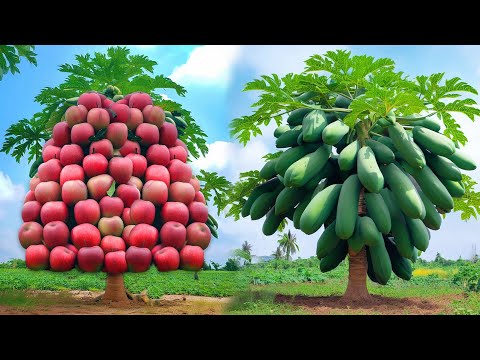 Growing papaya with apple to make a lot of amazing fruits is very easy at home