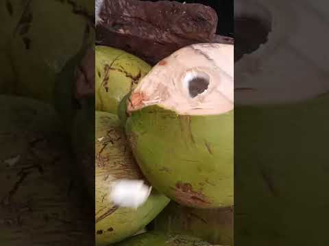 easiest way in opening a coconut #satisfying #coconutcutting #streetfood #youtubeshorts #Gatchie Jr