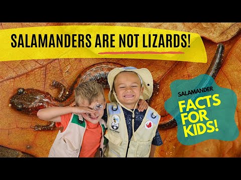 Salamanders Are NOT Lizards! (Salamander Facts for Kids)