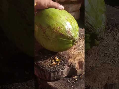 fantastic video / coconut cutting technique Asmr #cuttingskils #streetfood #youtubeshorts #Gatchie