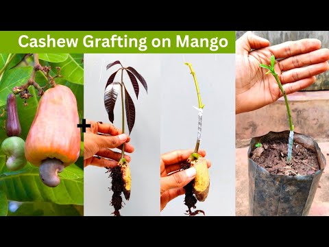 Cashew grafting on Mango tree 100% successful | New Technique!!  #stonegrafting