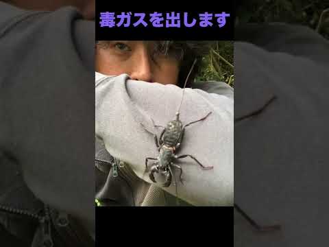 毒ガス虫にやられた