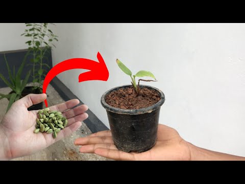 Ultimate Guide: Grow Your Own Cardamom (Elachi) Plant at Home from Seeds! 🌱 Easy Tips for Beginners!