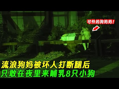 狗妈被坏人打断腿后，只敢在夜里哺乳8只小狗，村民做法让人暖心