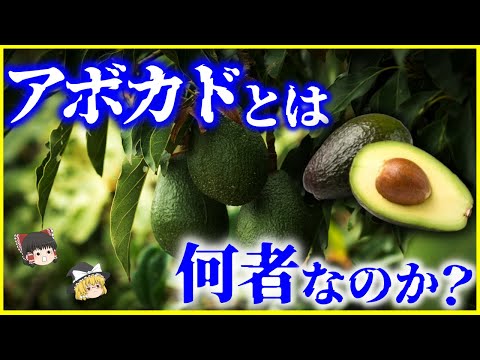 【ゆっくり解説】13000年前に絶滅するはずだった…？「アボカド」とは何者なのか？を解説/繁殖の謎と人間社会の弊害