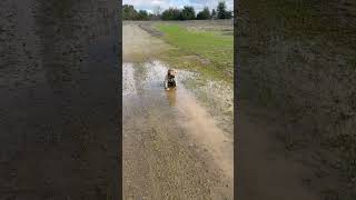 Playful Toddler Plays in Mud