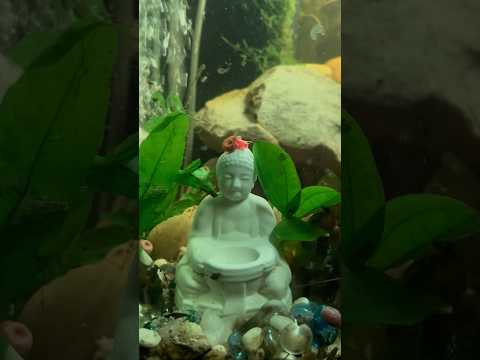 Myth of the Snail…Somebody LHK 😂 #buddha #hair #snail #myth #fishtank