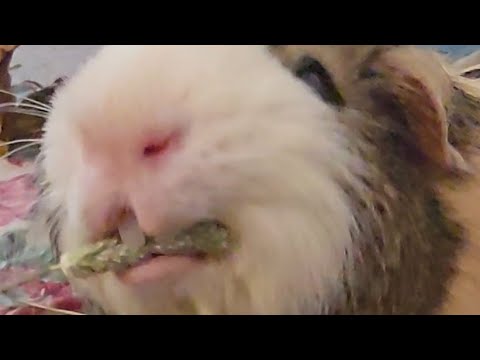 Dine & dash guinea pig!!