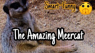 The Amazing Meercats - Smart - Funny , they are guarding and organized/ #SalongSweden.