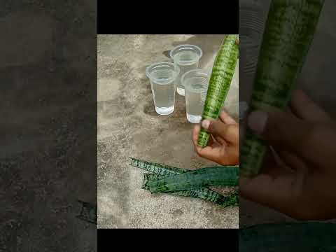 Snake Plant propagation by Leaf Cuttings in Water#shorts