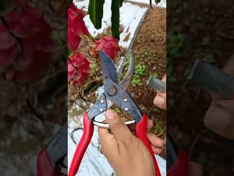 How to sharpen your pruning tools