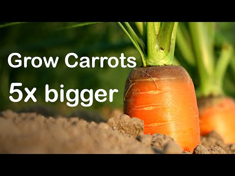 The Secret to Growing Massive and Delicious Carrots!