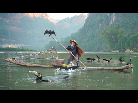 A Day in Life of a Old Fisherman Using Cormorant Birds To Catch Fish