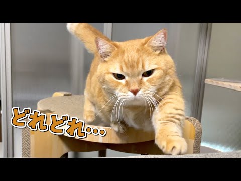 昼寝を始めるとママのお腹の上の寝心地を試しにくる猫が可愛すぎたw