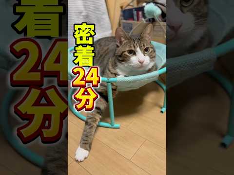 球太の可愛い日常がいっぱい#cats #short#球太